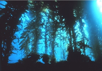 Braunalgen Braunalgen