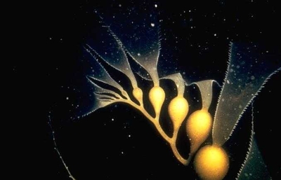 Algenthallus Algenthallus