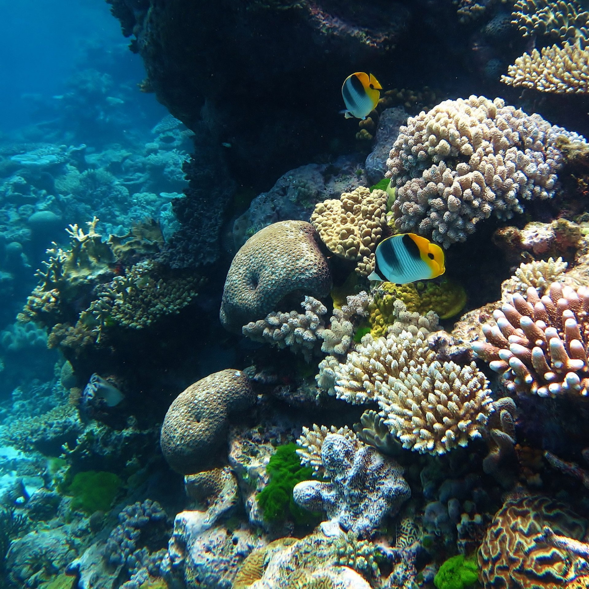 Live in the ocean Live in the ocean