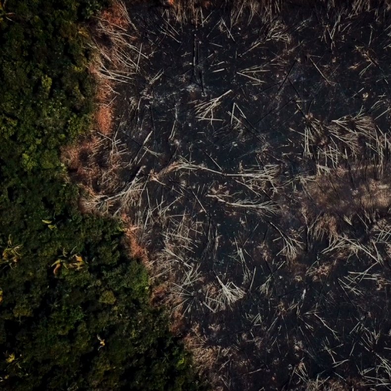 For the rainforest For the rainforest