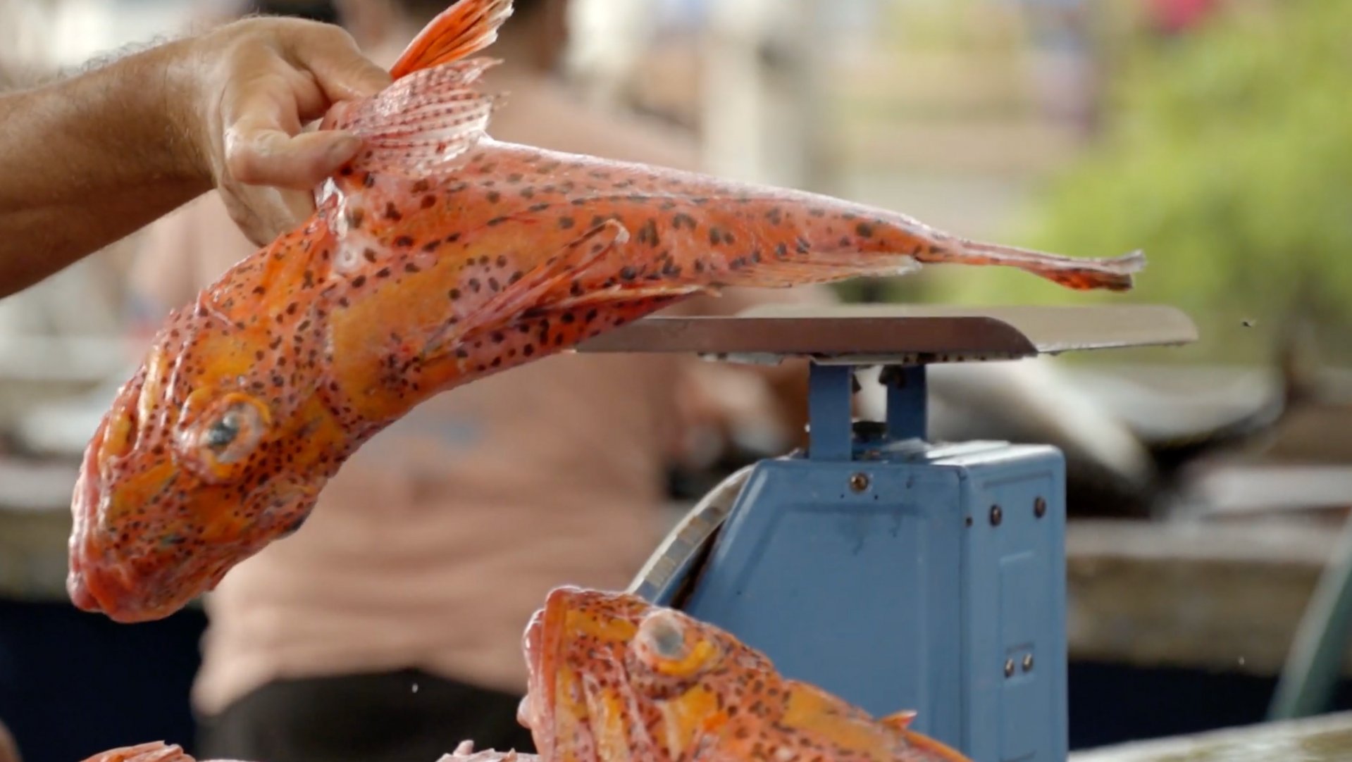 Fish Silage from Galapagos fisheries Fish Silage from Galapagos fisheries