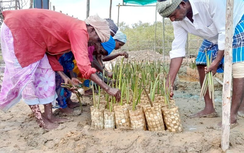 Mangrove planting will continue Mangrove planting will continue