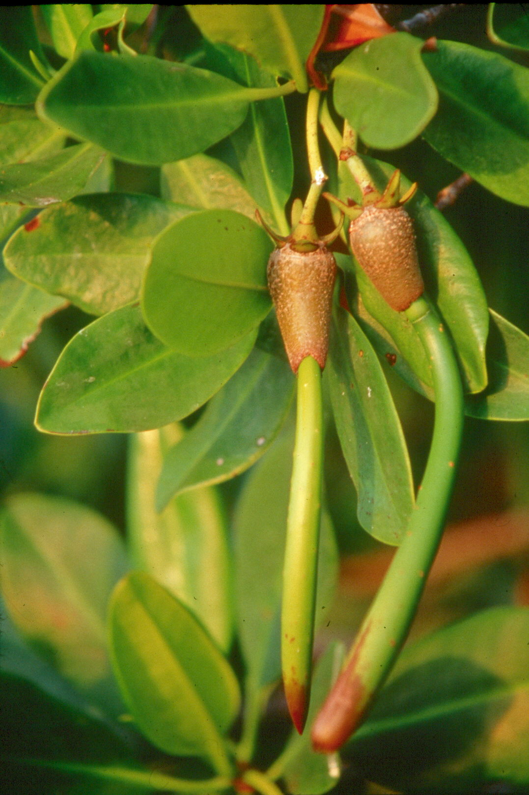 Fruits of the mangrove Fruits of the mangrove
