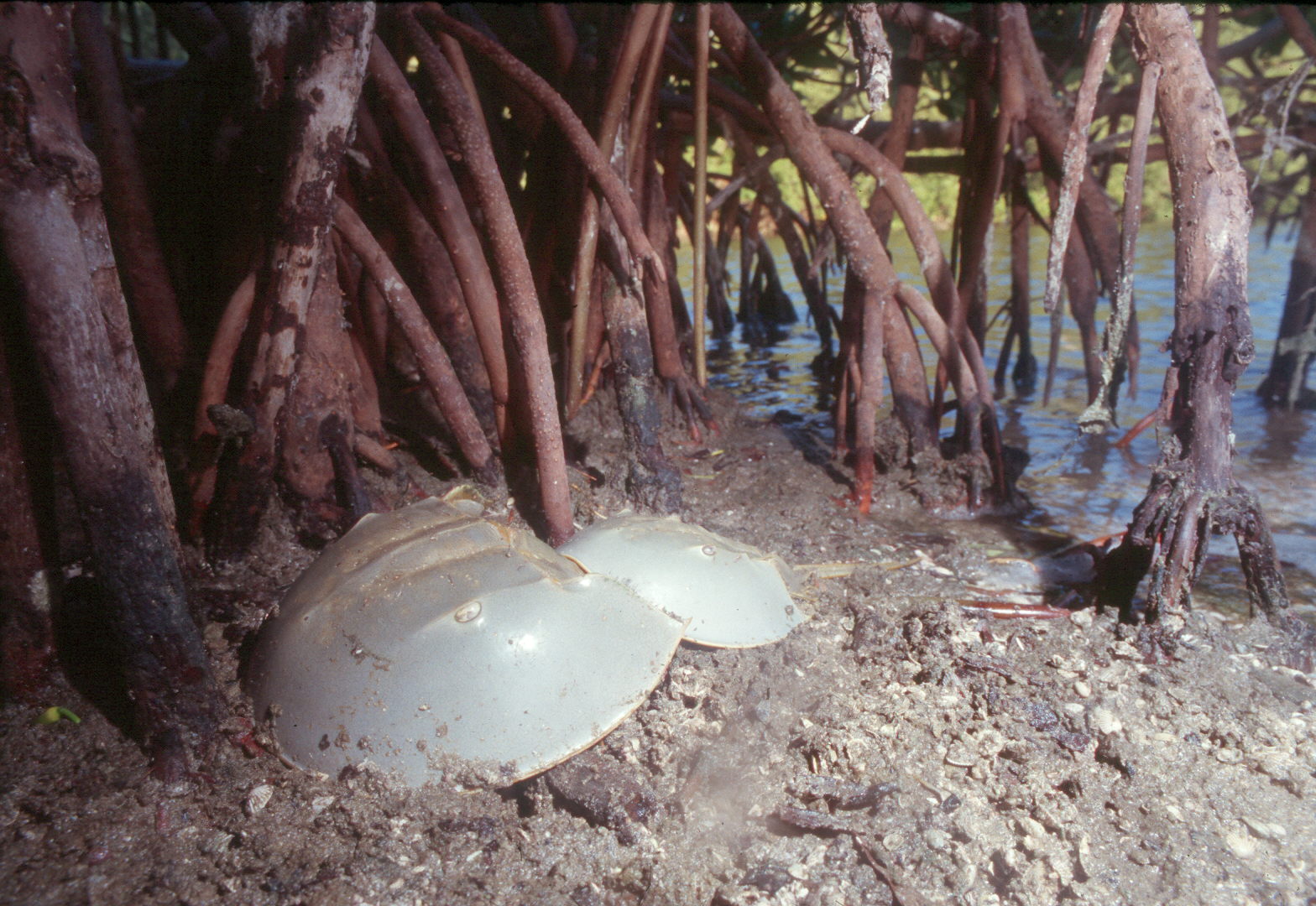 Atlantic horseshoe crabs (Limulus polyphemus) Atlantic horseshoe crabs (Limulus polyphemus)