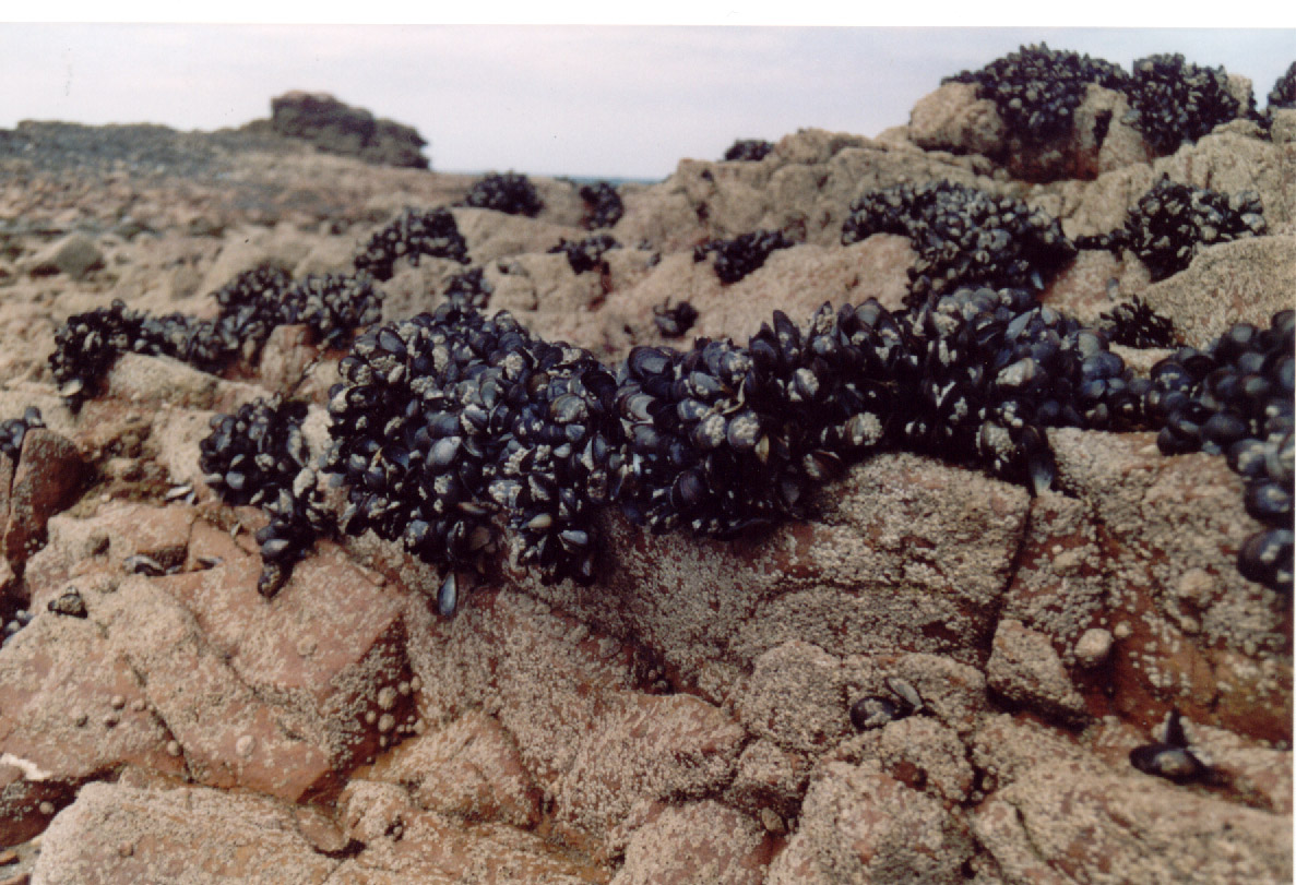 Mejillones Mejillones