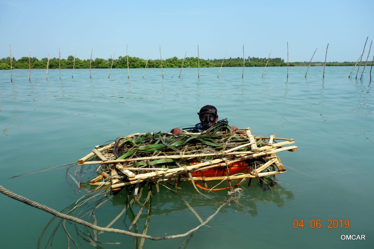 The largest seagrass species grow up to 4 feet The largest seagrass species grow up to 4 feet